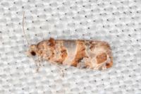 Lobesia botrana