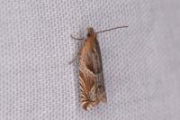 Ancylis comptana