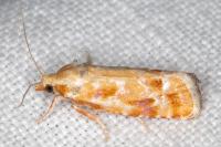 Rhyacionia buoliana