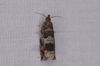 Ancylis achatana