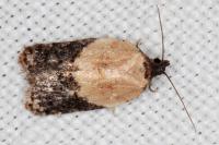 Acleris variegana