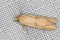 Cochylimorpha meridiana