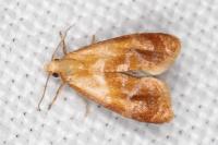 Gynnidomorpha rubricana