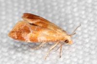 Gynnidomorpha rubricana