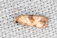 Neocochylis millierana