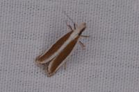 Dichomeris marginella