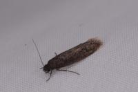 Elatobia fuliginosella