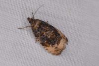 Hedya ochroleucana