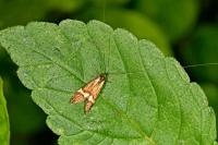 Nemophora degeerella