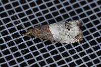 Notocelia roborana
