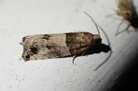Gypsonoma aceriana