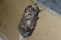 Cossus cossus