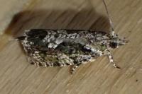 Zeiraphera isertana