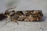 Zeiraphera isertana