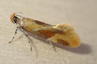 Epicallima formosella