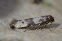 Enolmis acanthella