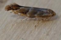 Cameraria ohridella