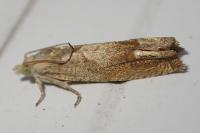 Eucosma conterminana
