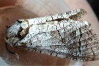 Cossus cossus