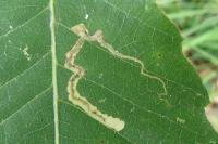 Stigmella samiatella