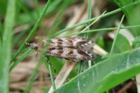 Prolita sexpunctella