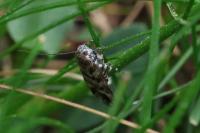 Prolita sexpunctella