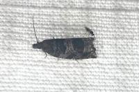 Ancylis achatana