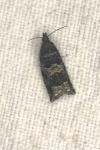 Ancylis achatana