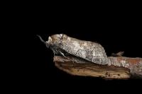 Cossus cossus