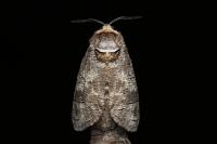 Cossus cossus