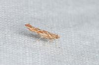 Pyroderces argyrogrammos