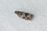 Ancylis achatana