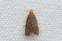 Eurodachtha pallicornella