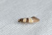 Goidanichiana jourdheuillella