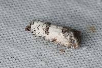 Epinotia dalmatana