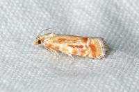 Rhyacionia buoliana