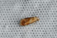 Gynnidomorpha rubricana