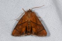 Apoda limacodes