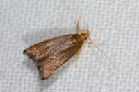 Eurodachtha pallicornella