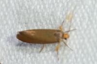 Crassa unitella