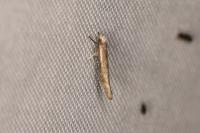 Zelleria hepariella