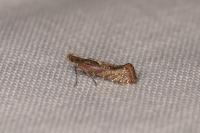 Acrolepiopsis vesperella