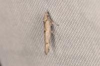 Zelleria oleastrella