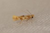 Bucculatrix ulmella
