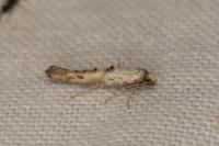 Epermenia aequidentella