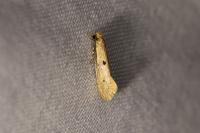 Tinea trinotella