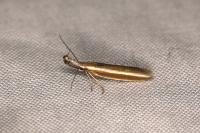 Pleurota aristella