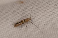 Acrocercops brongniardella