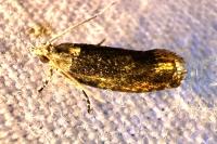 Eudemis profundana