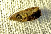 Celypha aurofasciana
